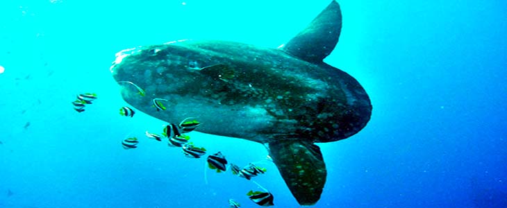 Mola-mola Bali Tauchen